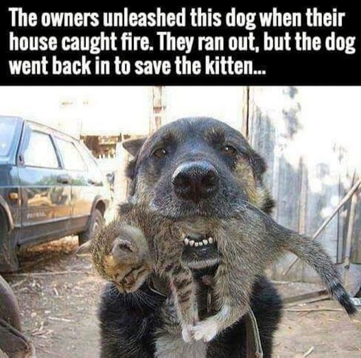 Daily dog quotes by Just Precious