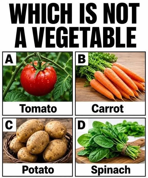 Which Is Not a Vegetable? The Surprising Truth About Tomatoes 827208425_3319582128409421_4366277326231240443_n