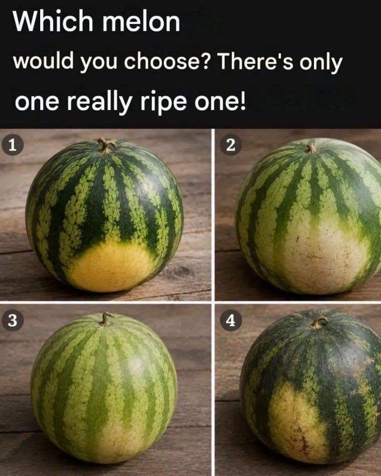 828632206_122099065191494949_5412078648641470027_n